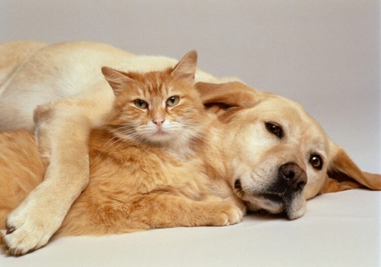 Paws for a Cause image